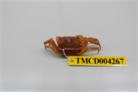 藏品(奧氏後相手蟹)的圖片